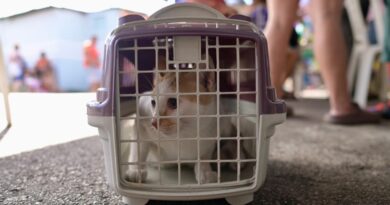 Castramóvel da Sepet-AM atende o bairro Colônia Terra Nova com castração gratuita