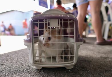 Castramóvel da Sepet-AM atende o bairro Colônia Terra Nova com castração gratuita