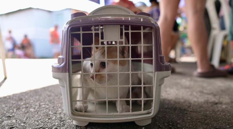 Castramóvel da Sepet-AM atende o bairro Colônia Terra Nova com castração gratuita