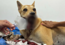 Cadela ferida por ‘catolé’ na virada do ano será operada no Hospital Público Veterinário sob cuidados da Sepet