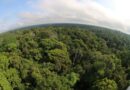 Desmatamento no Amazonas cai 30,1% no primeiro trimestre de 2026, aponta Inpe
