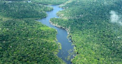 Área desmatada no Amazonas cai 57% nos cinco primeiros meses de 2026, apontam dados do Inpe