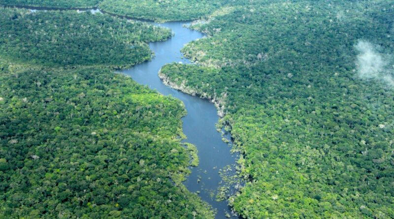 Área desmatada no Amazonas cai 57% nos cinco primeiros meses de 2026, apontam dados do Inpe