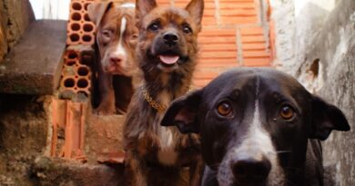 Em Eirunepé, MP fiscaliza políticas públicas voltadas à proteção e bem-estar animal
