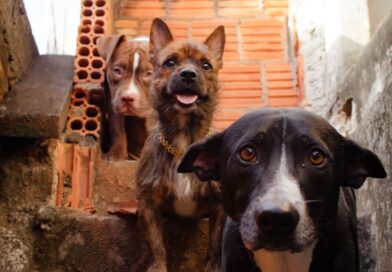 Em Eirunepé, MP fiscaliza políticas públicas voltadas à proteção e bem-estar animal