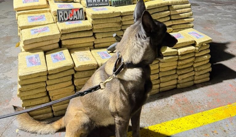 Operação policial tira de circulação mais de 600 quilos de skunk e gera prejuízo de R$ 29,6 milhões no tráfico