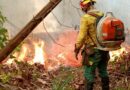 Governo Federal Mobiliza Ações e Reforça Contingente no Combate a Incêndios Florestais no Amazonas